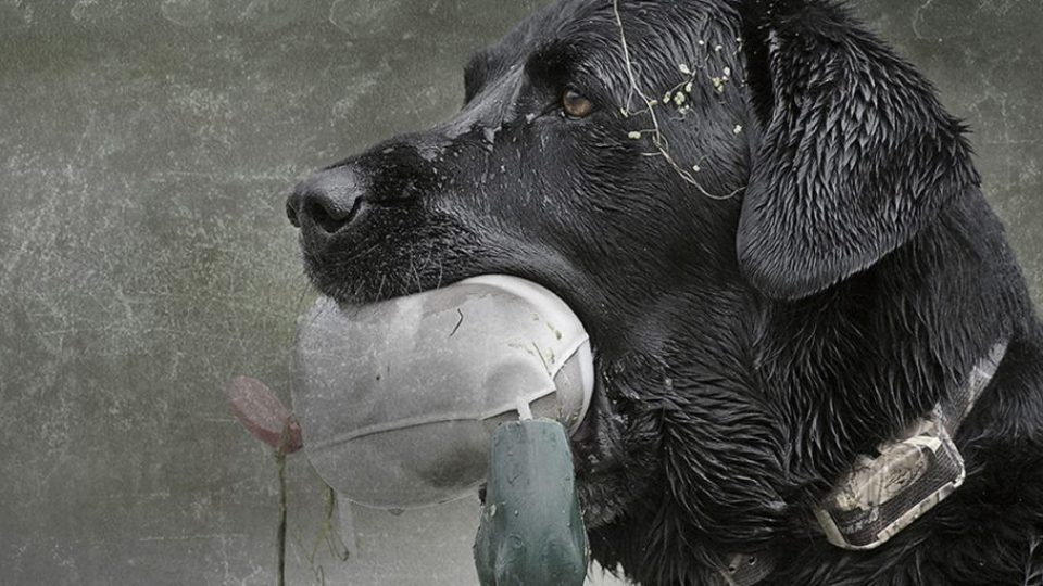 Kako odabrati najbolju ogrlicu za dresuru?