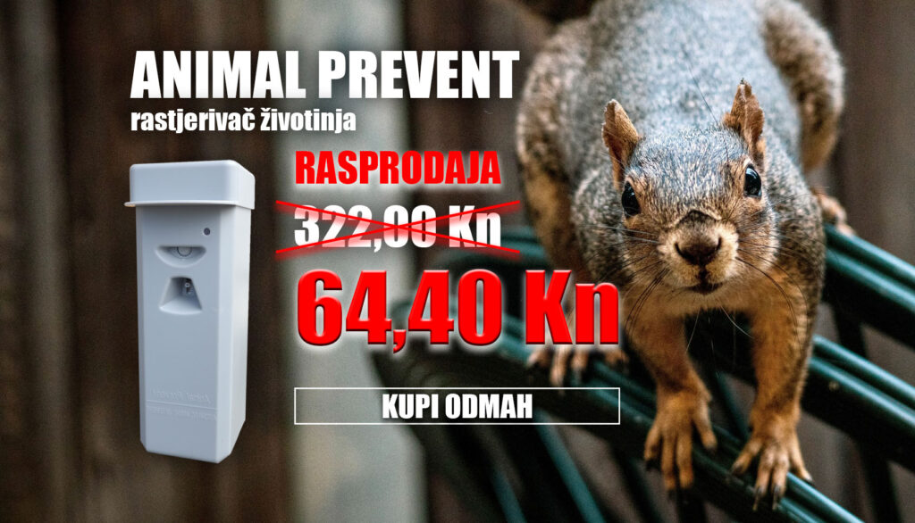 rasprodaja-80-posto-squirel-05
